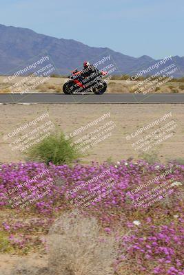 media/Mar-12-2023-SoCal Trackdays (Sun) [[d4c8249724]]/Turn 15 Inside Bloom (130pm)/